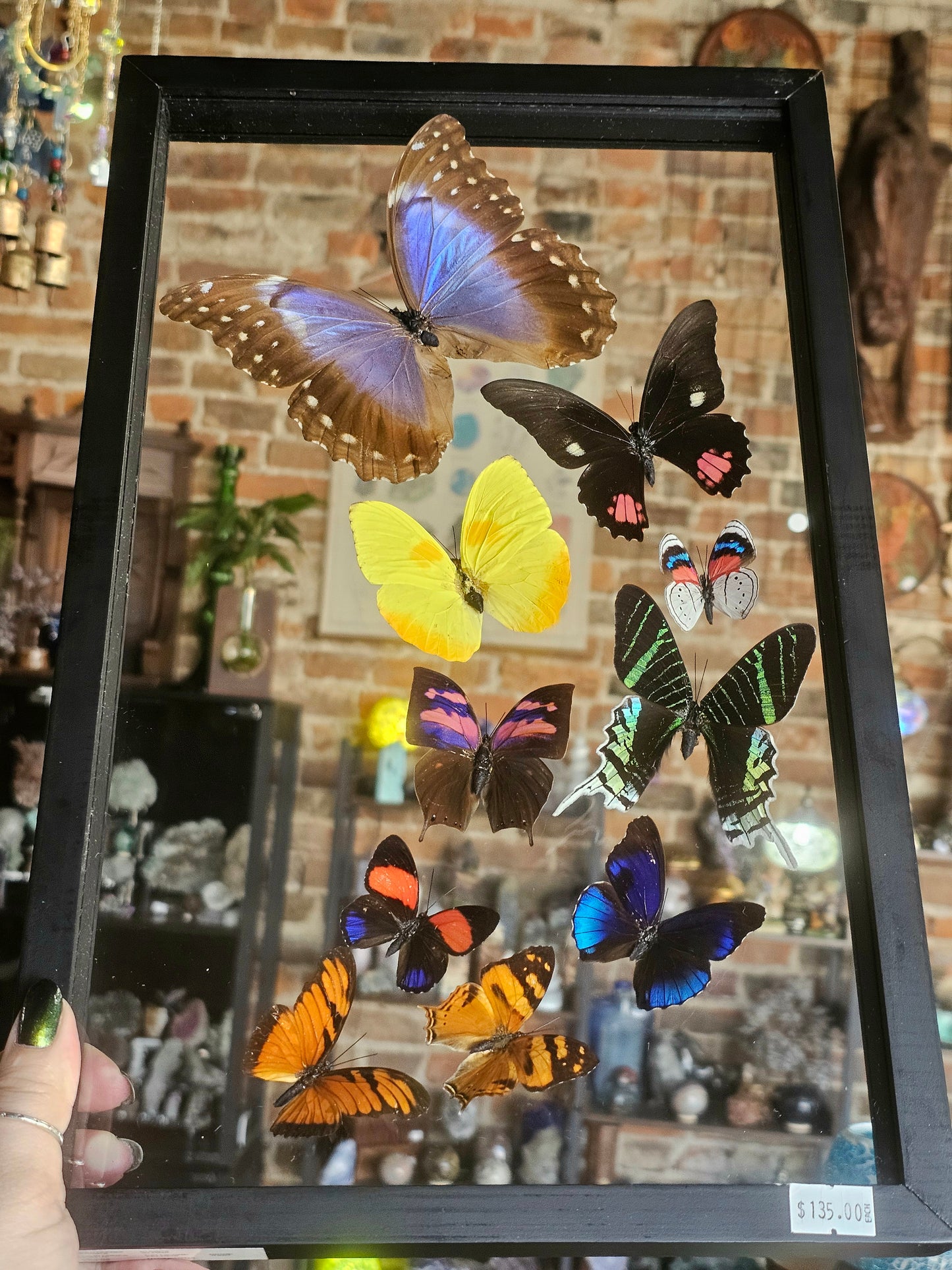 Framed Butterfly Variety