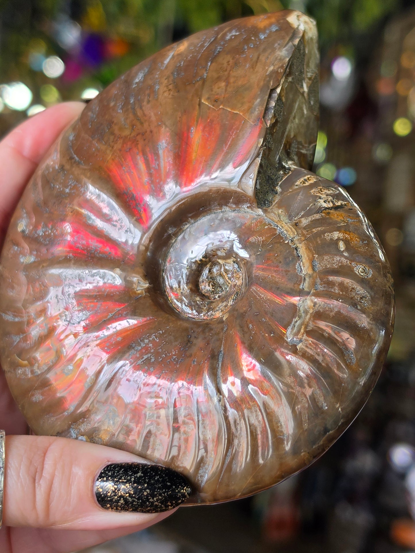 Iridescent Ammonite