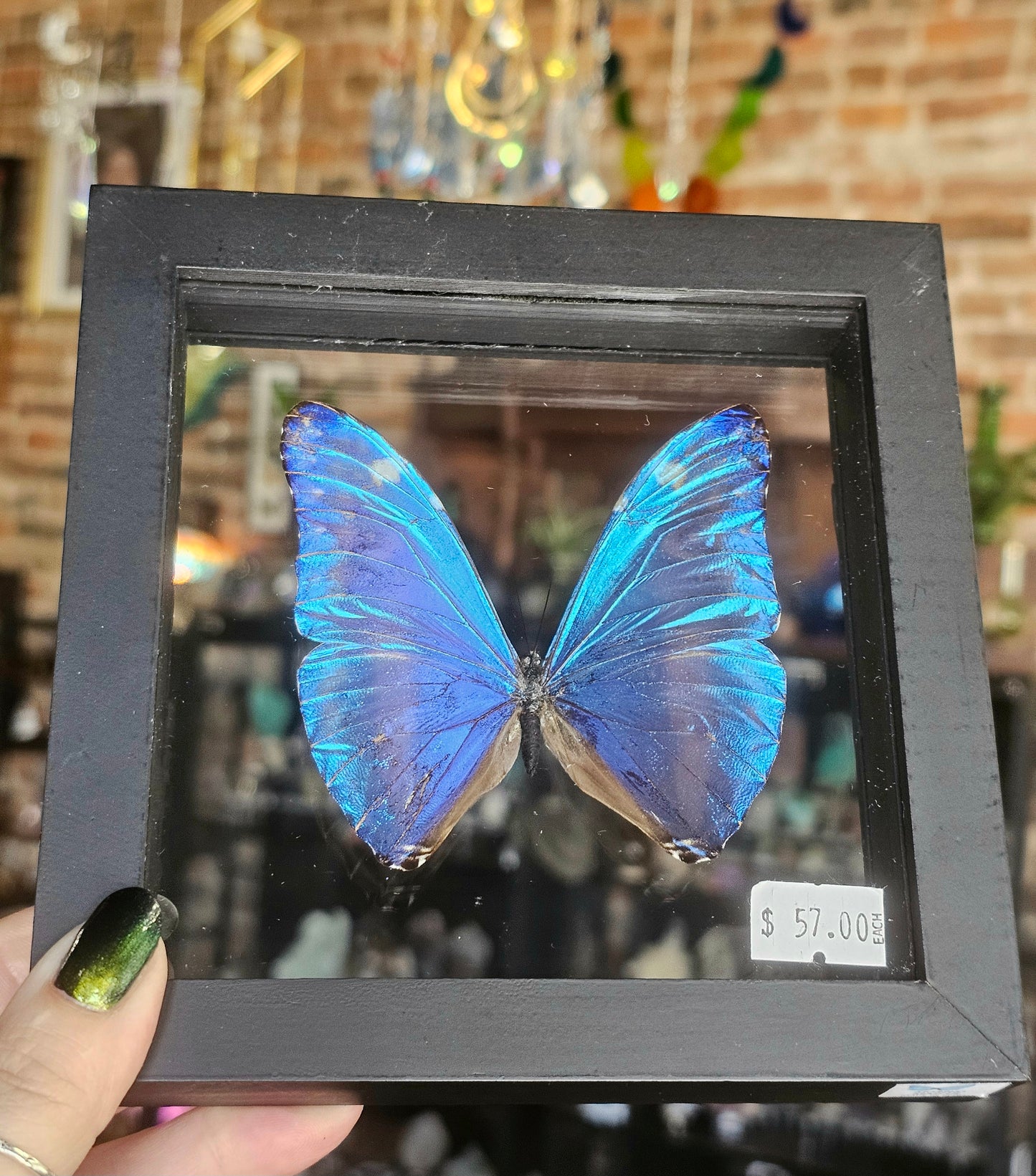 Framed Morpho