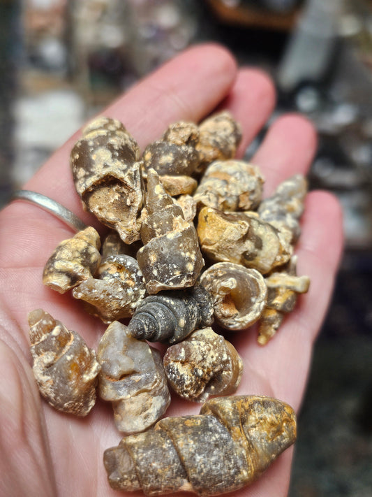 Agatized Shell Fossil