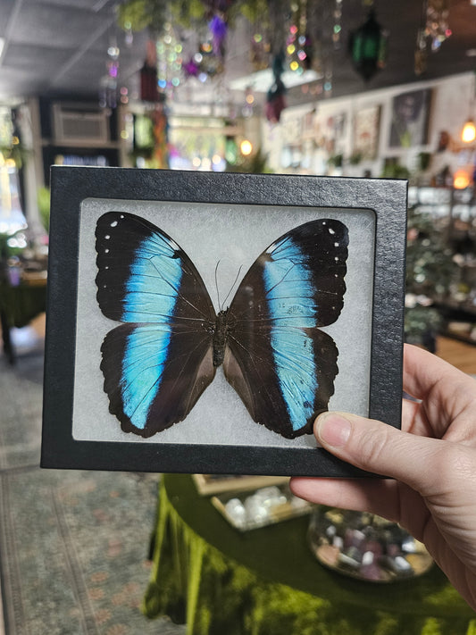 Striped Morpho Butterfly