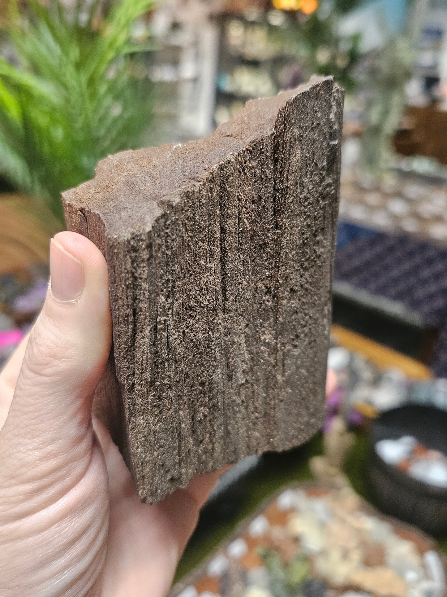 Permineralized Wood