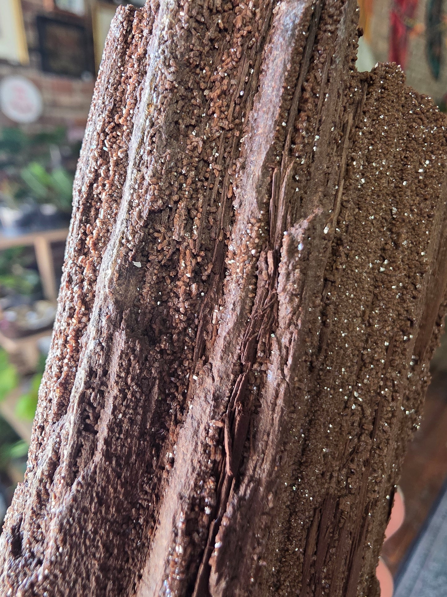 Permineralized Wood