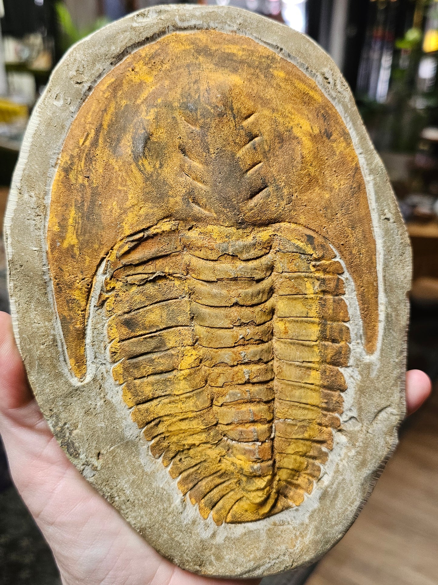 Trilobite Fossil