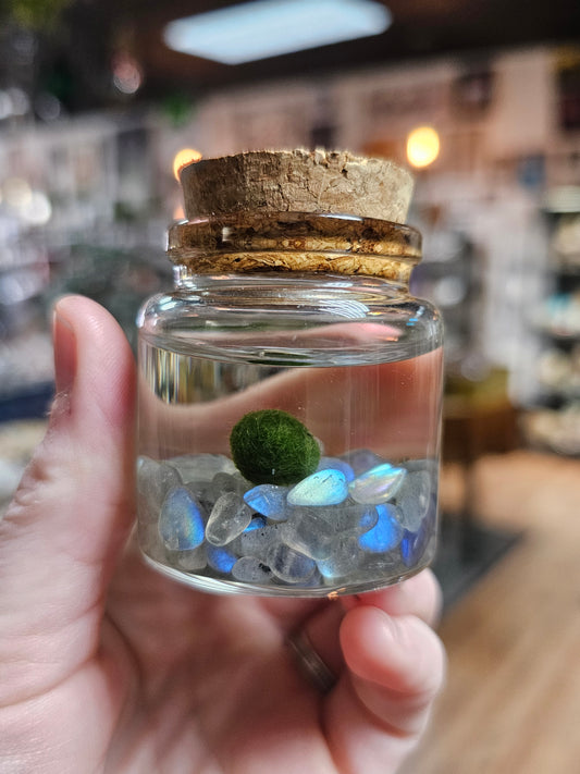 Marimo Moss Ball with Labradorite chips