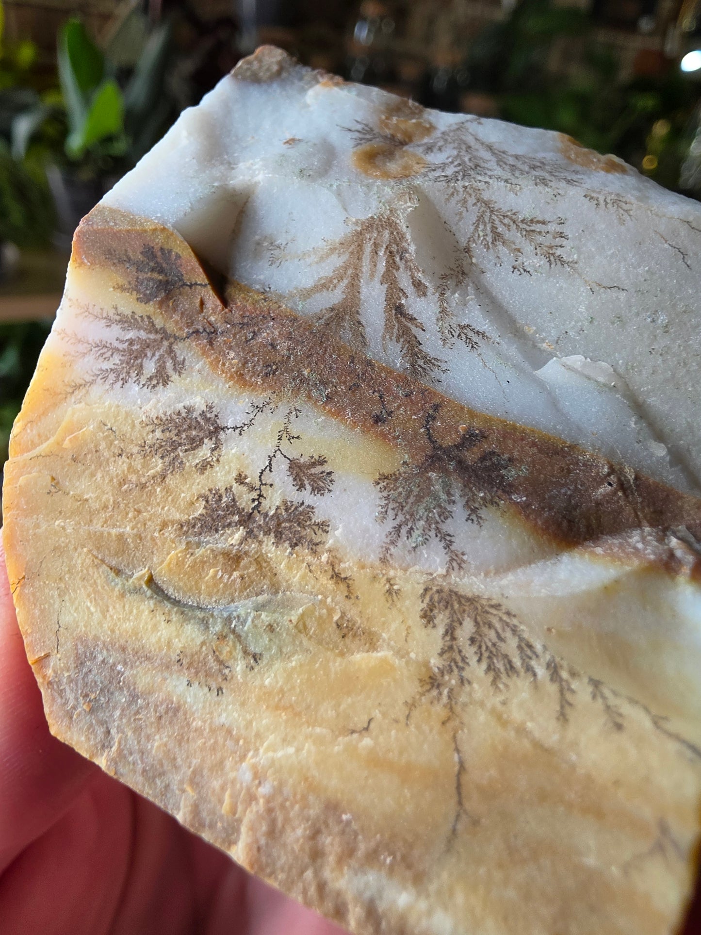 Dendritic Polkadot Agate