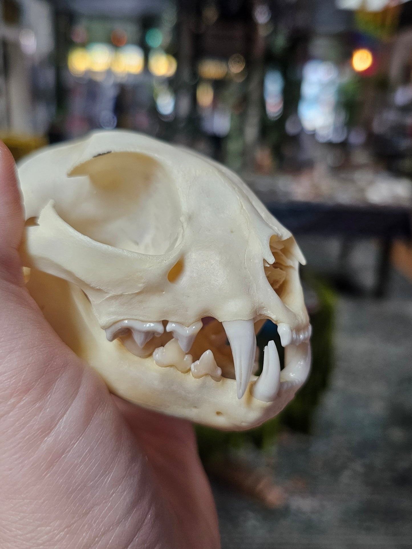 Bobcat Skull Specimen