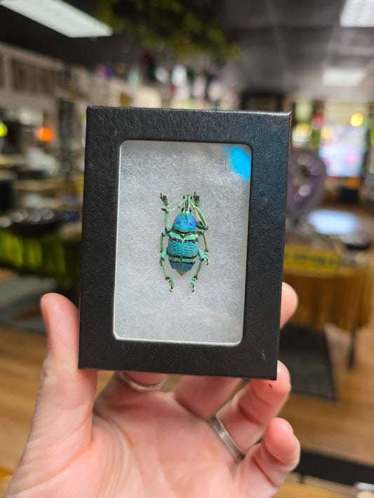 Blue Green Weevil Beetle