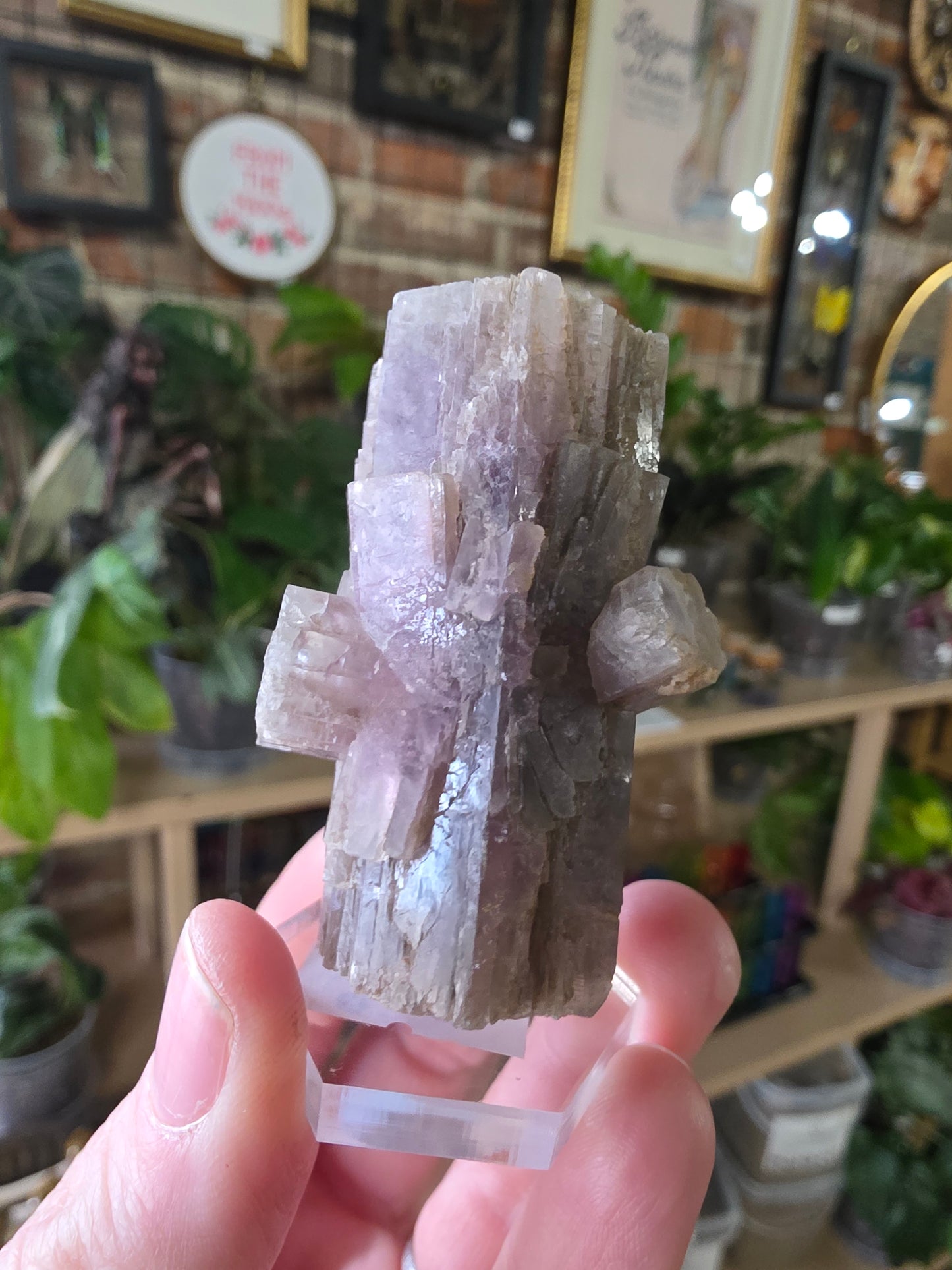 Purple Aragonite