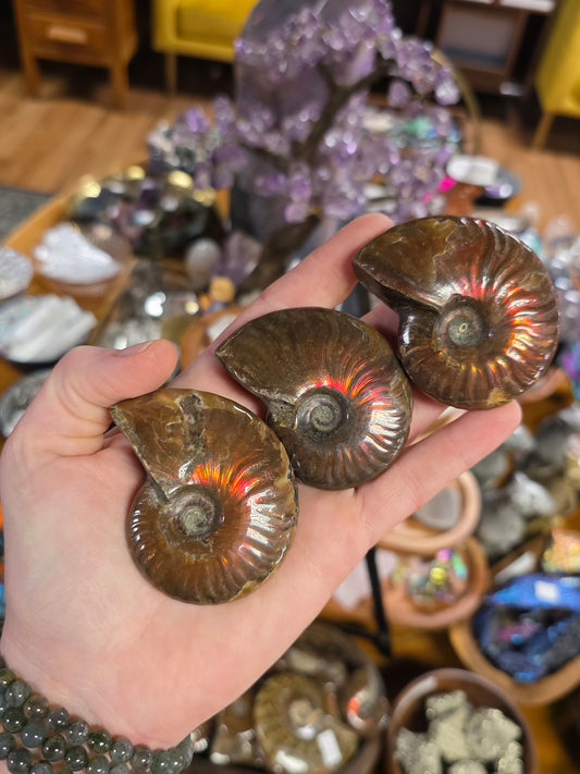 Medium Madagascar Red Ammonite