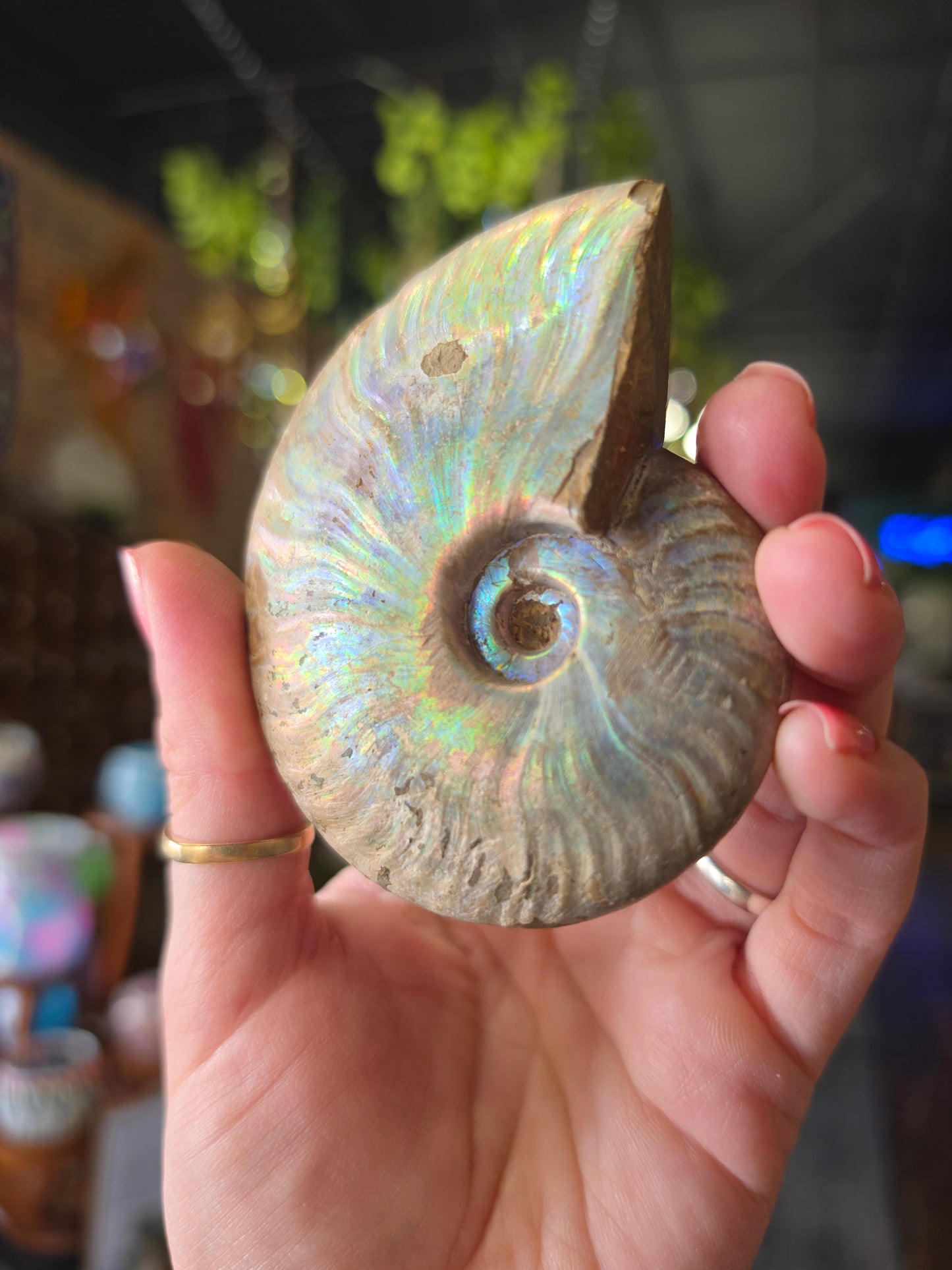 Iridescent Ammonite