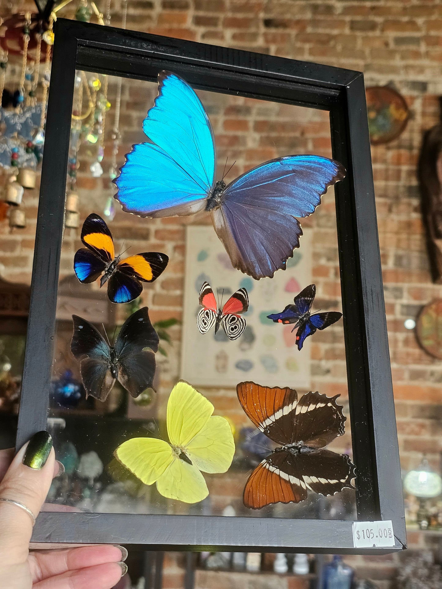 Framed Butterfly Variety