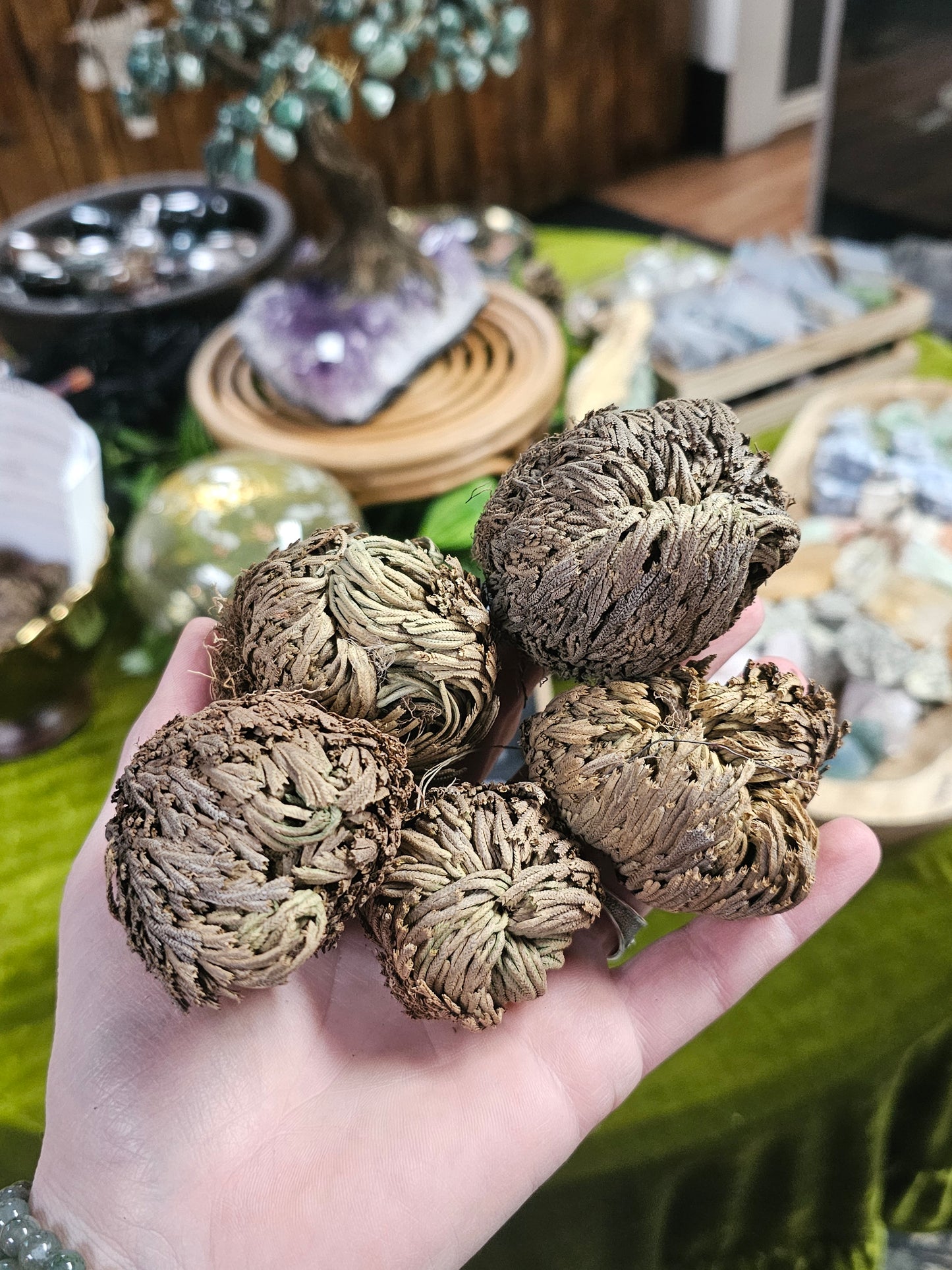 Rose of Jericho