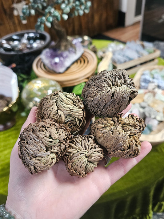 Rose of Jericho