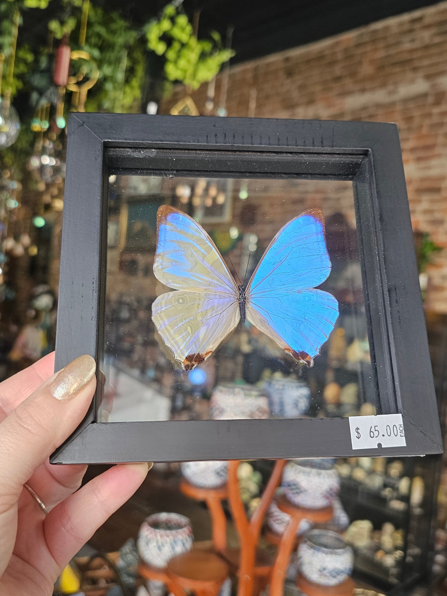 Morpho Sulkowski