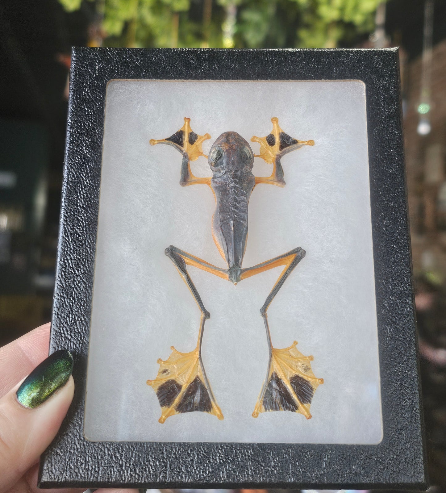 Framed Flying Parachute Frog