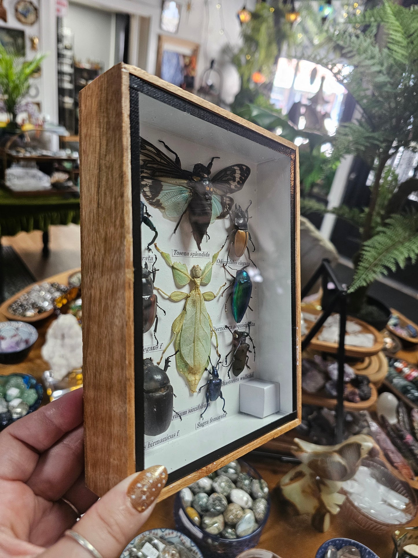 Framed Insect Variety