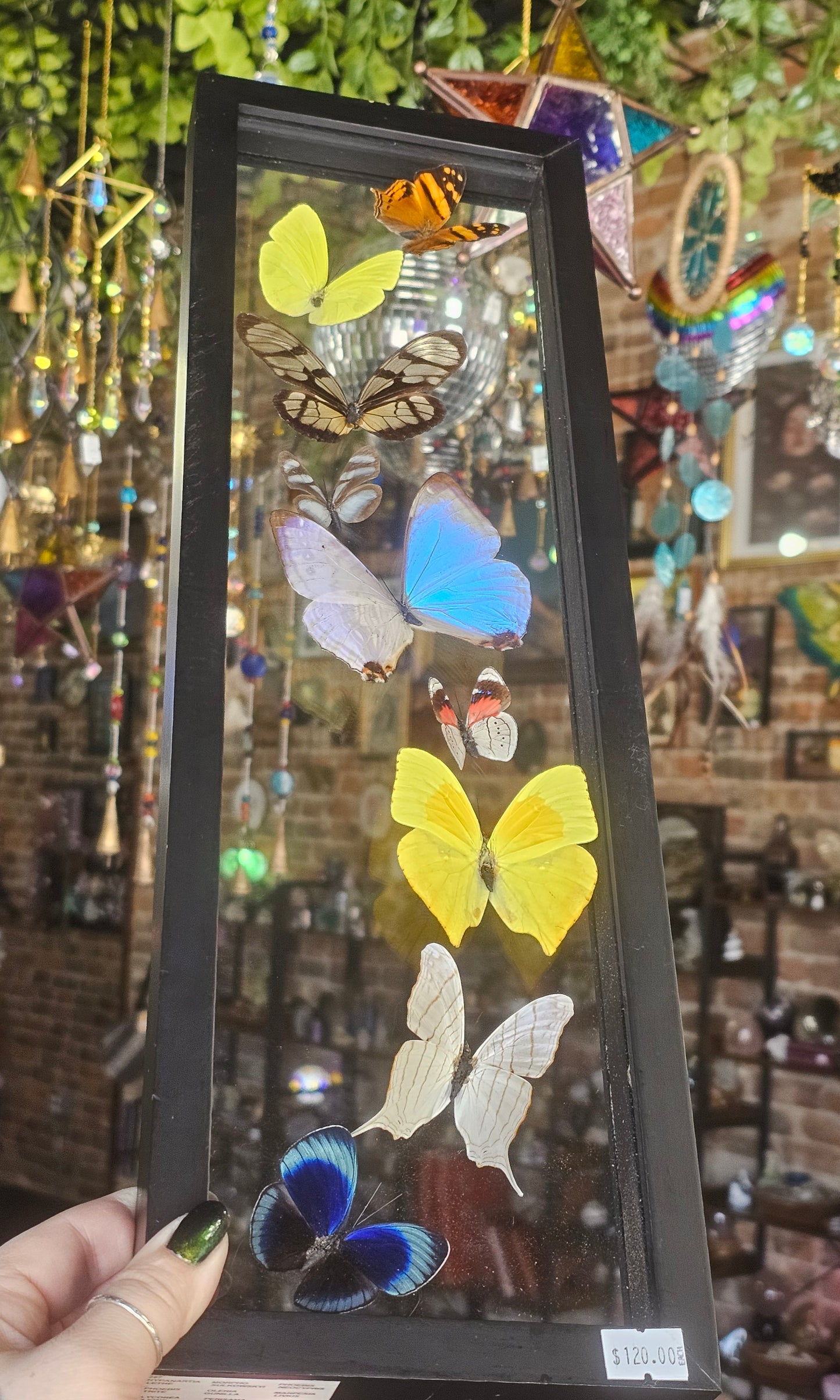 Framed Butterfly Variety