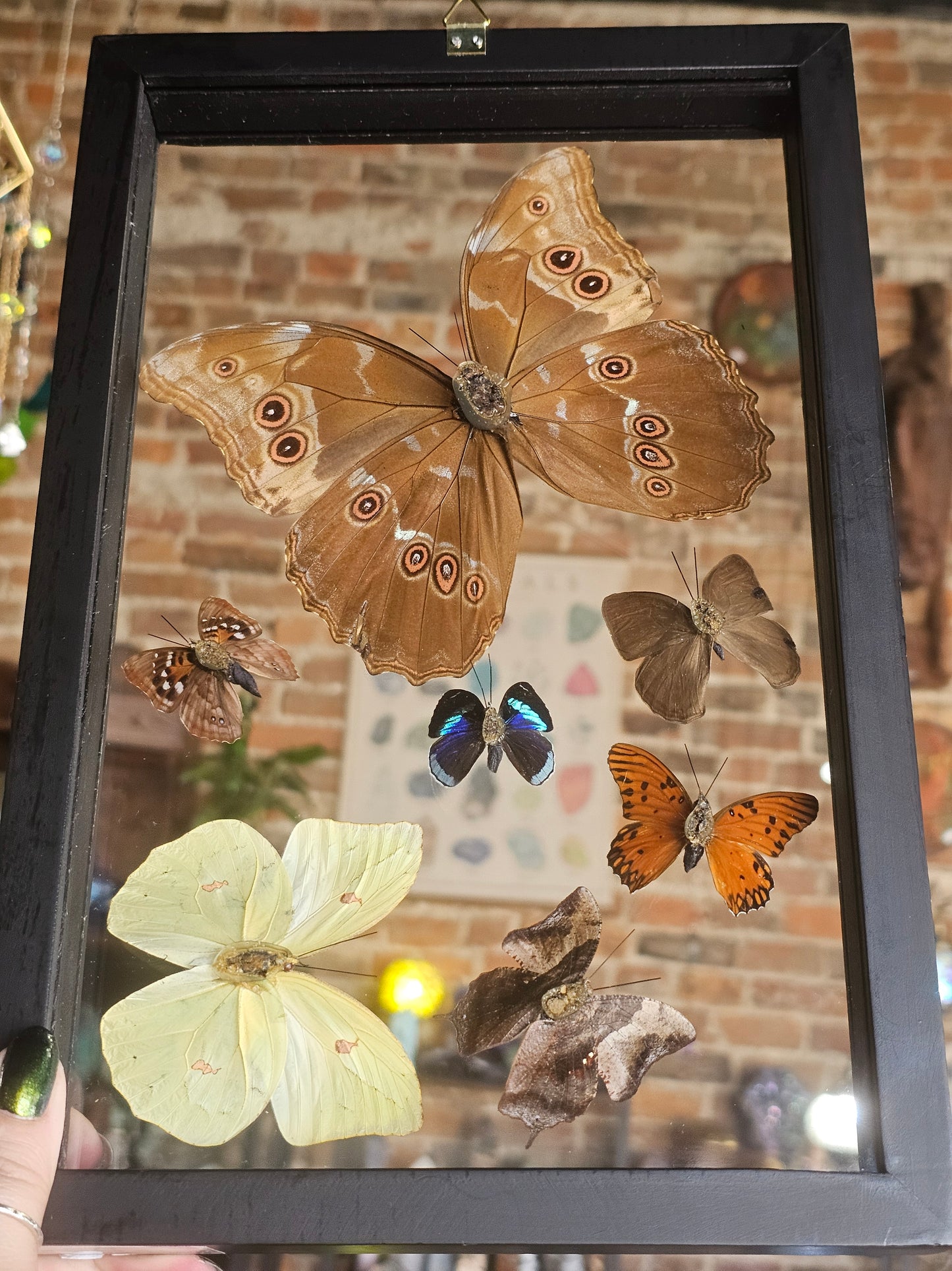 Framed Butterfly Variety