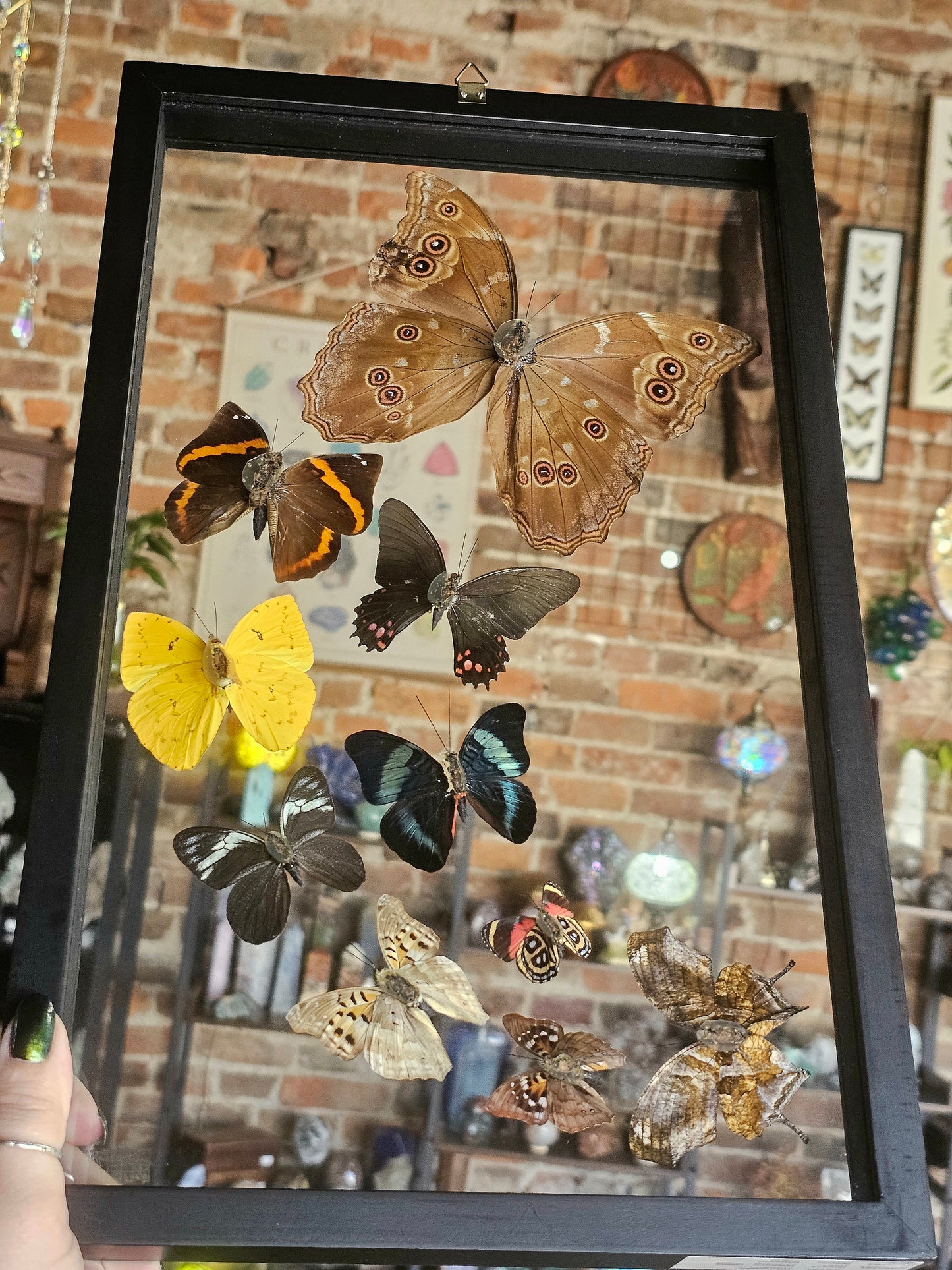 Framed Butterfly Variety