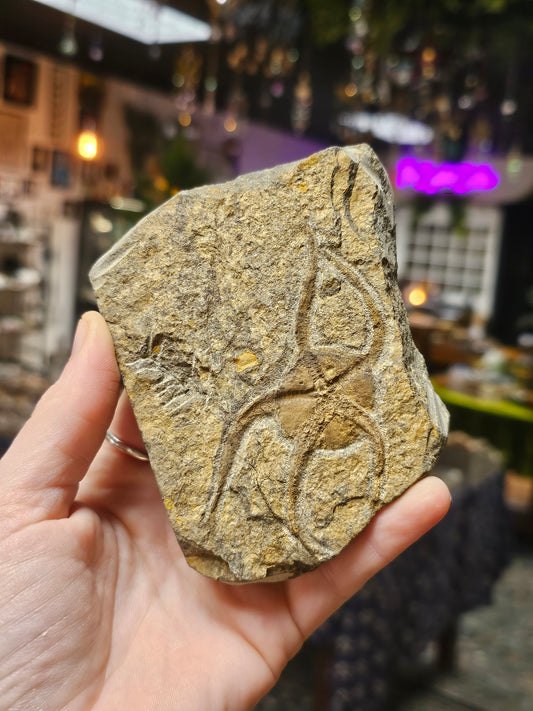 Starfish Fossil