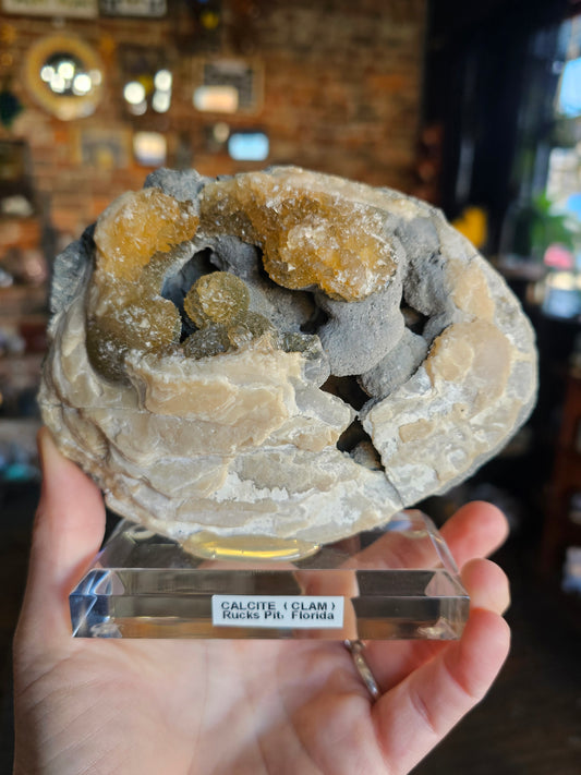 Large Rucks Pit Calcite Clam