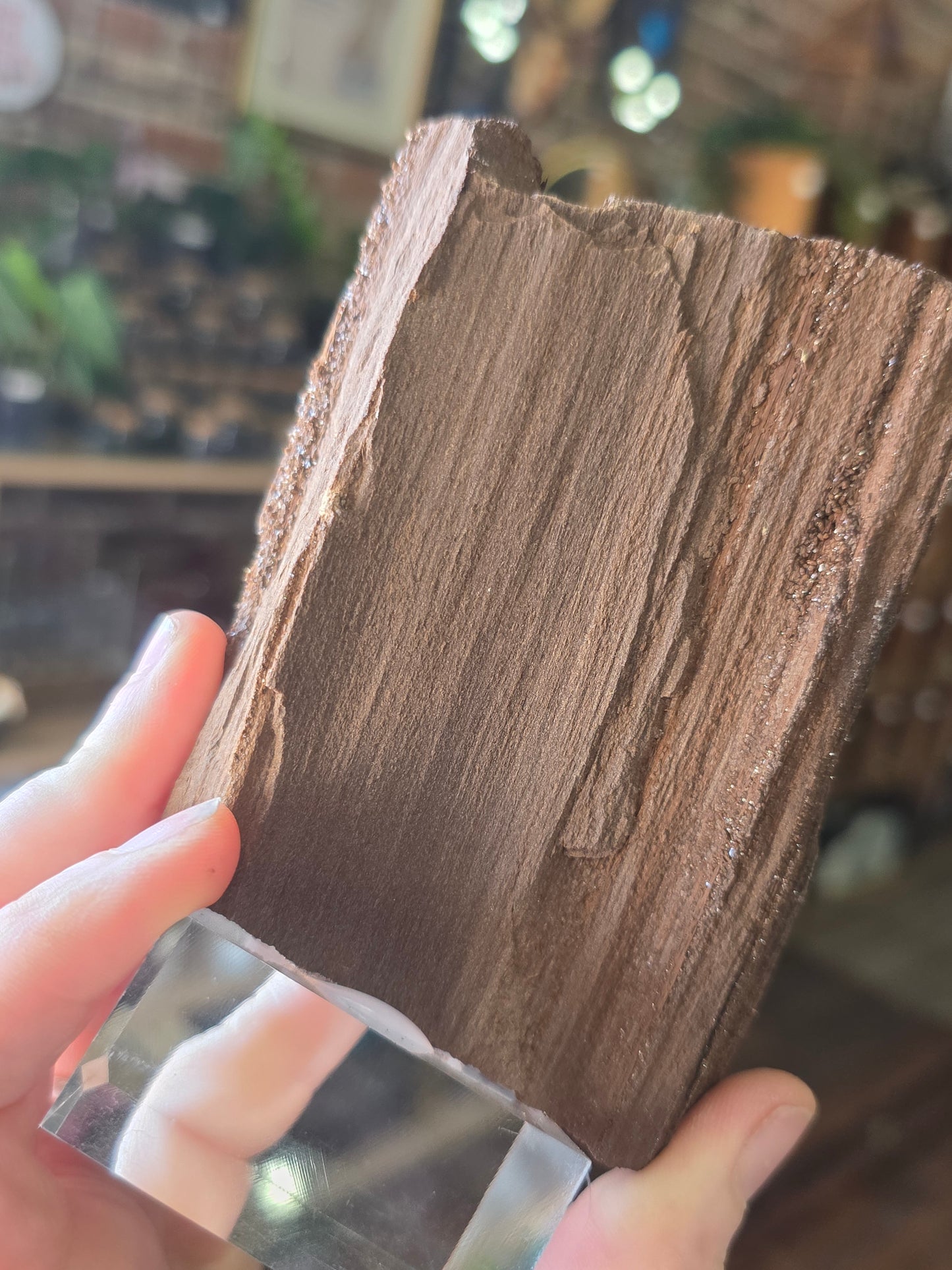Permineralized Wood