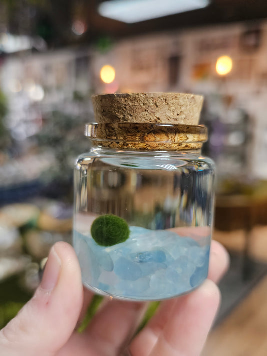 Marimo Moss Ball with Aquamarine Chips