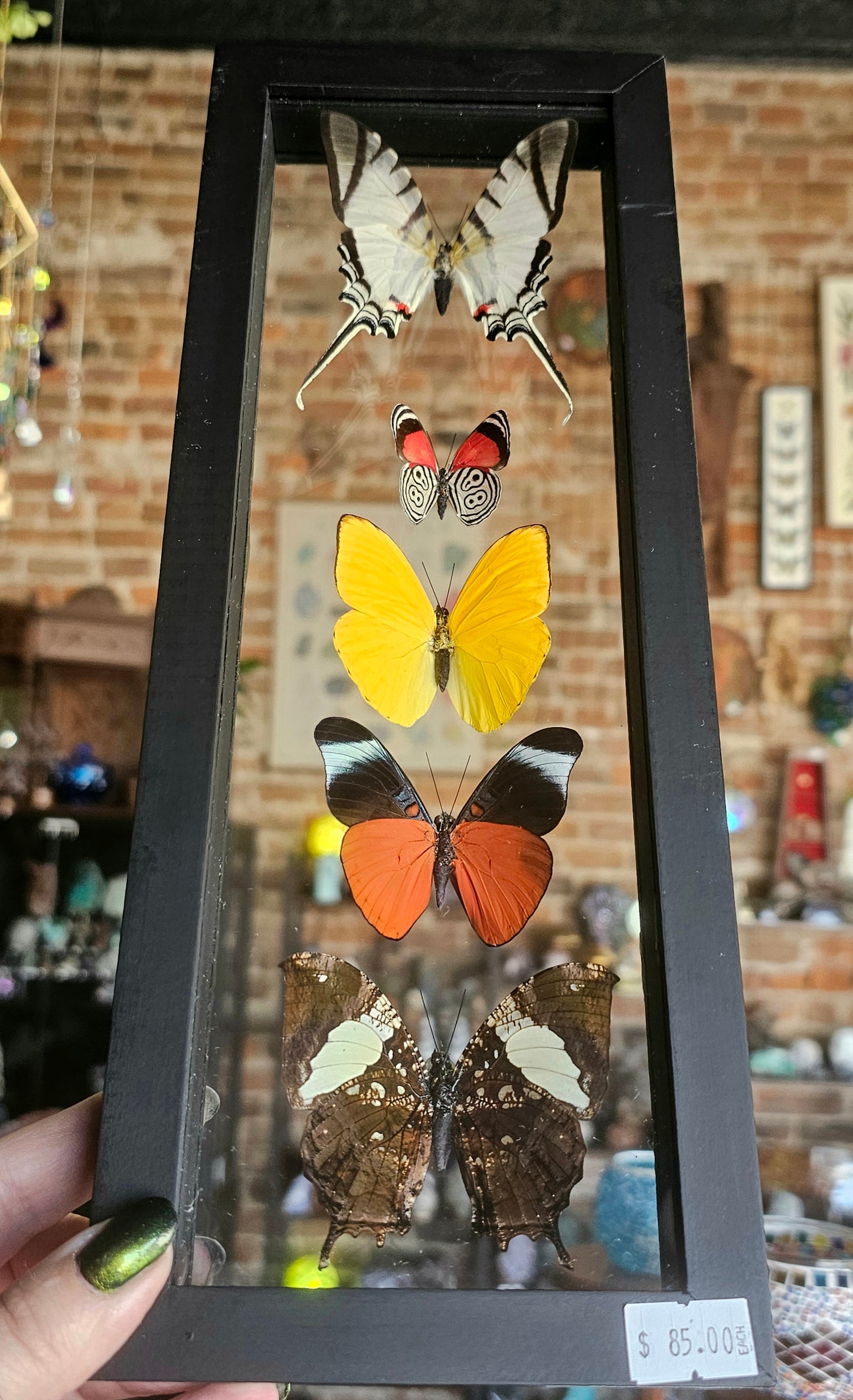 Framed Butterfly Variety