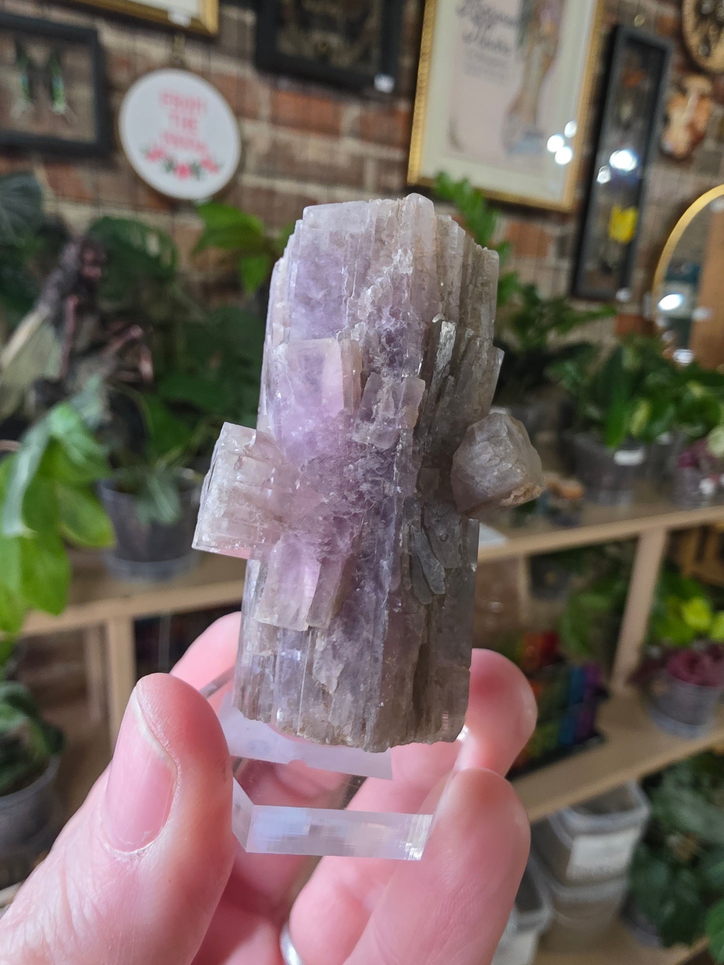Purple Aragonite