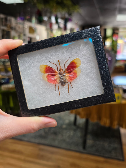 Blood Red Lantern Fly Specimen
