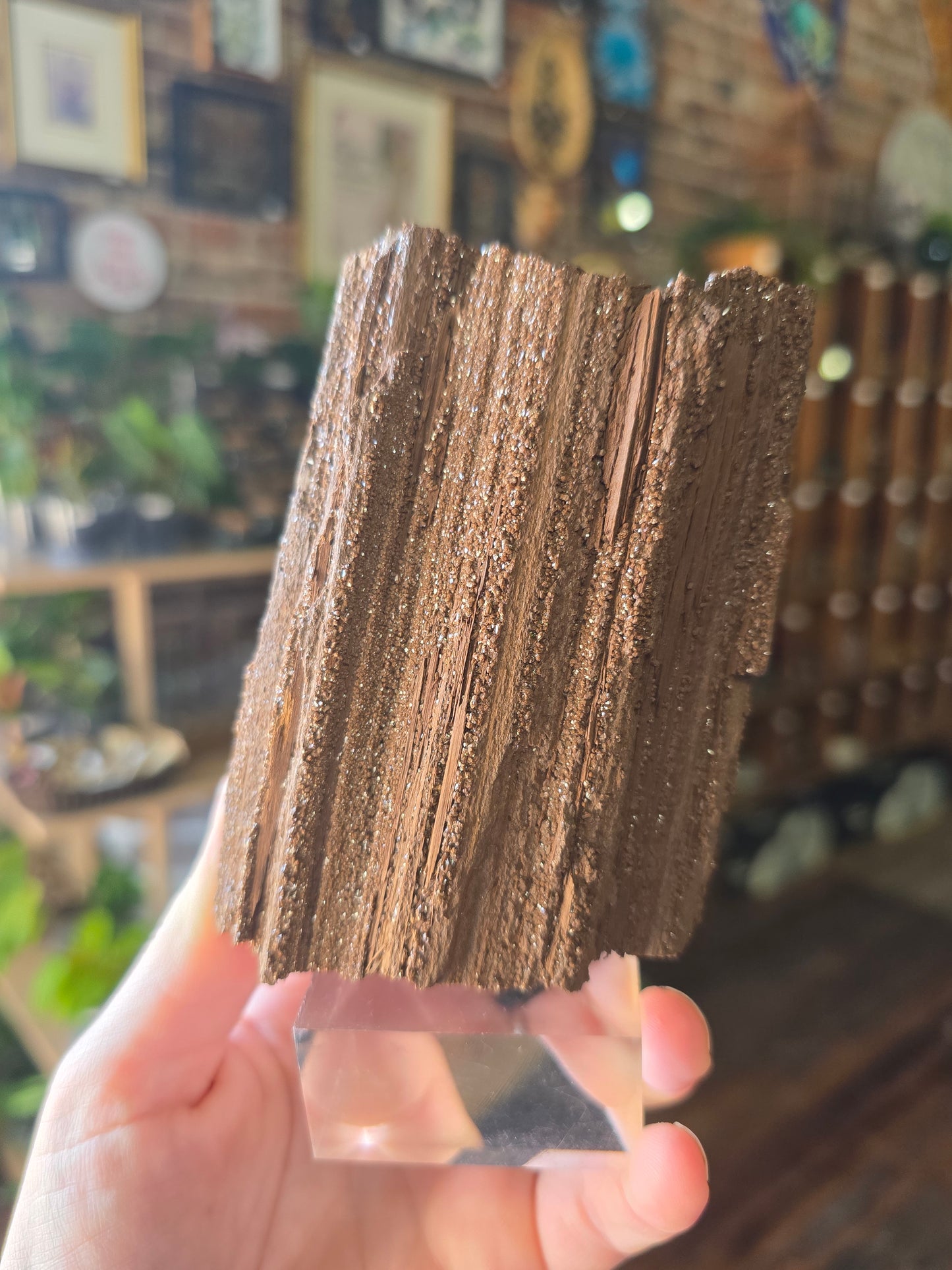 Permineralized Wood