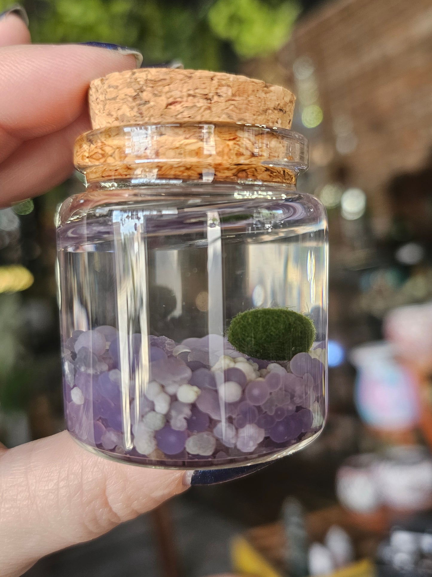 Small Marimo Moss Ball