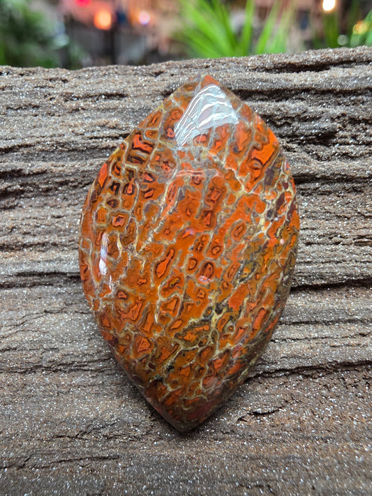 Genuine Dinosaur Gem Bone Cabochon