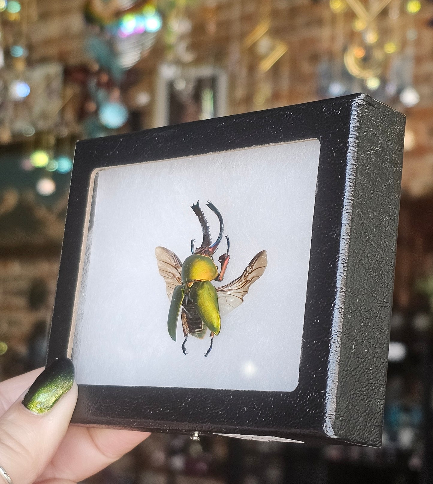 Framed Arfak Stag Beetle