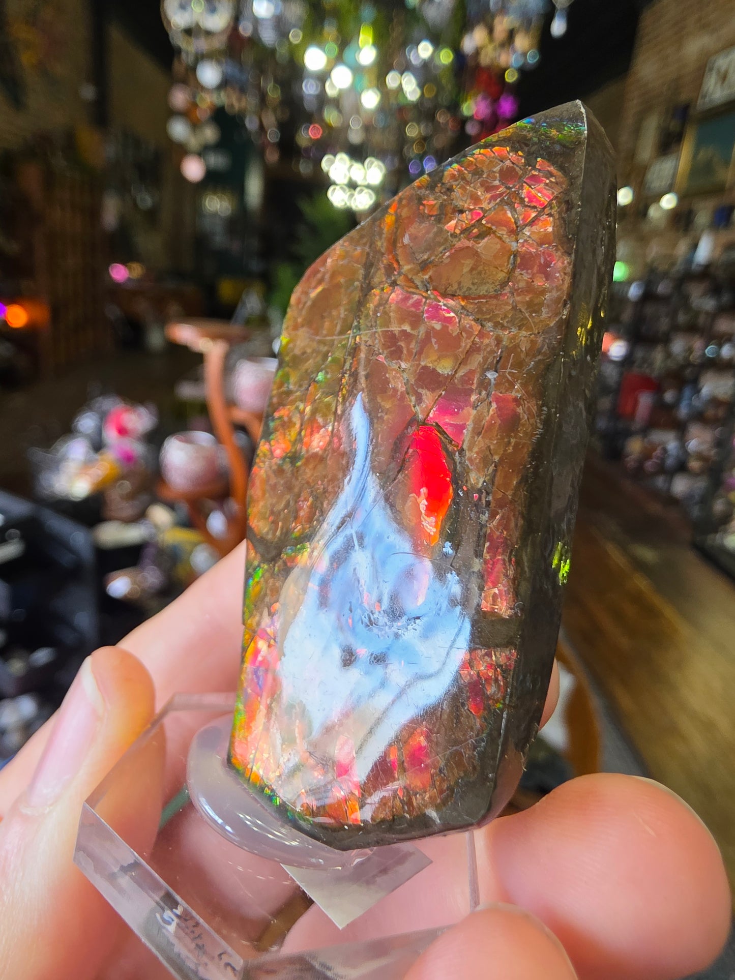Ammolite