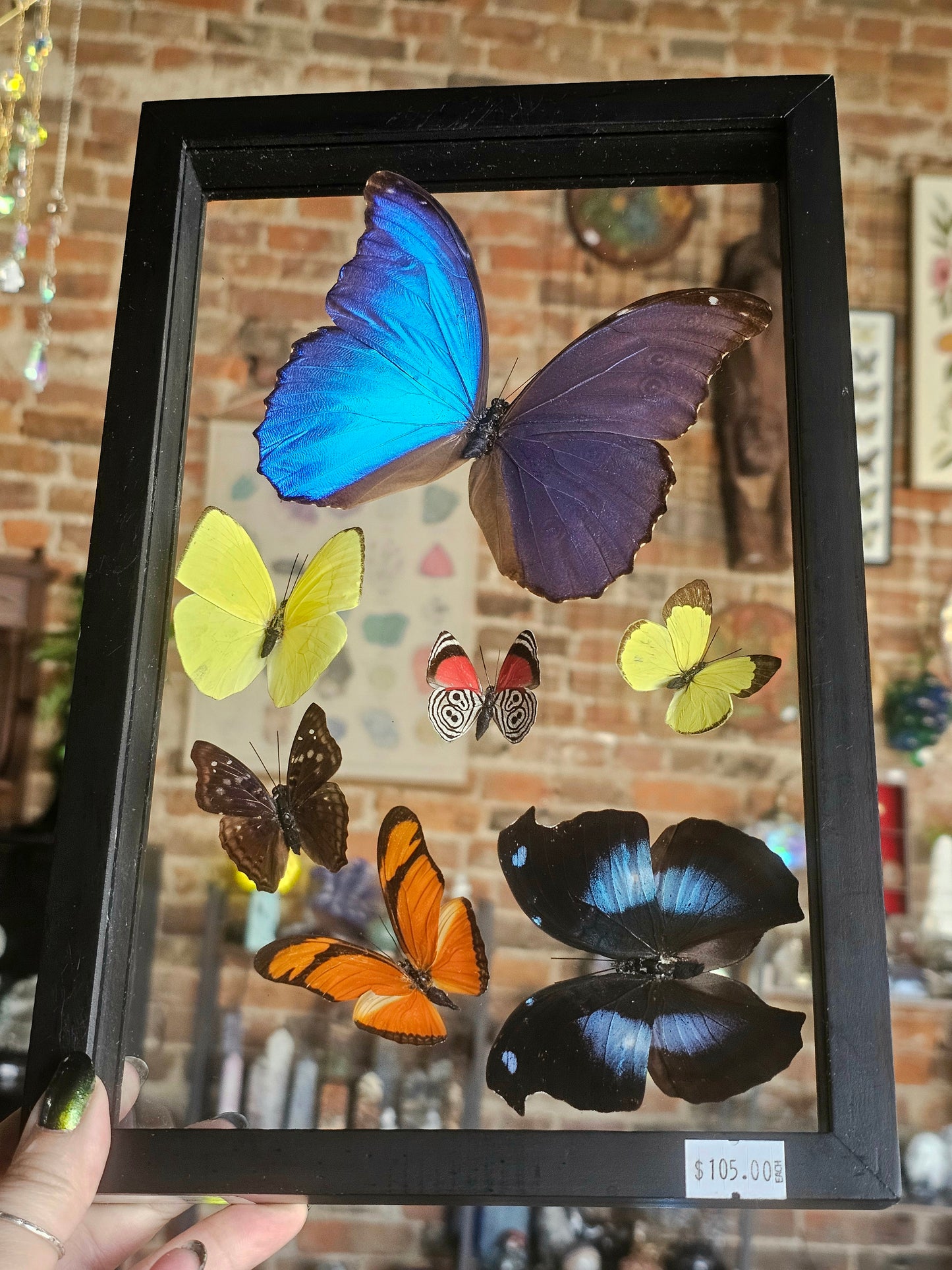 Framed Butterfly Variety