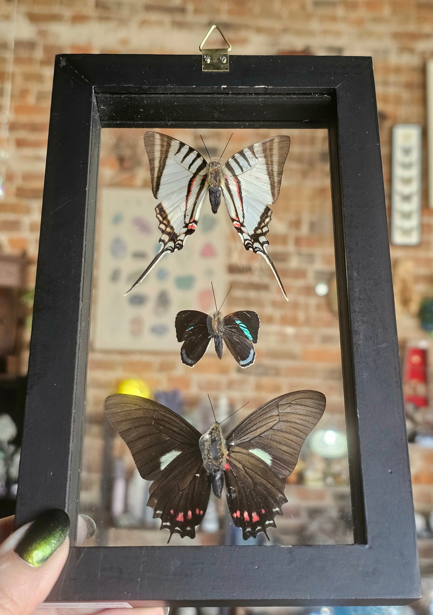 Framed Butterfly Variety
