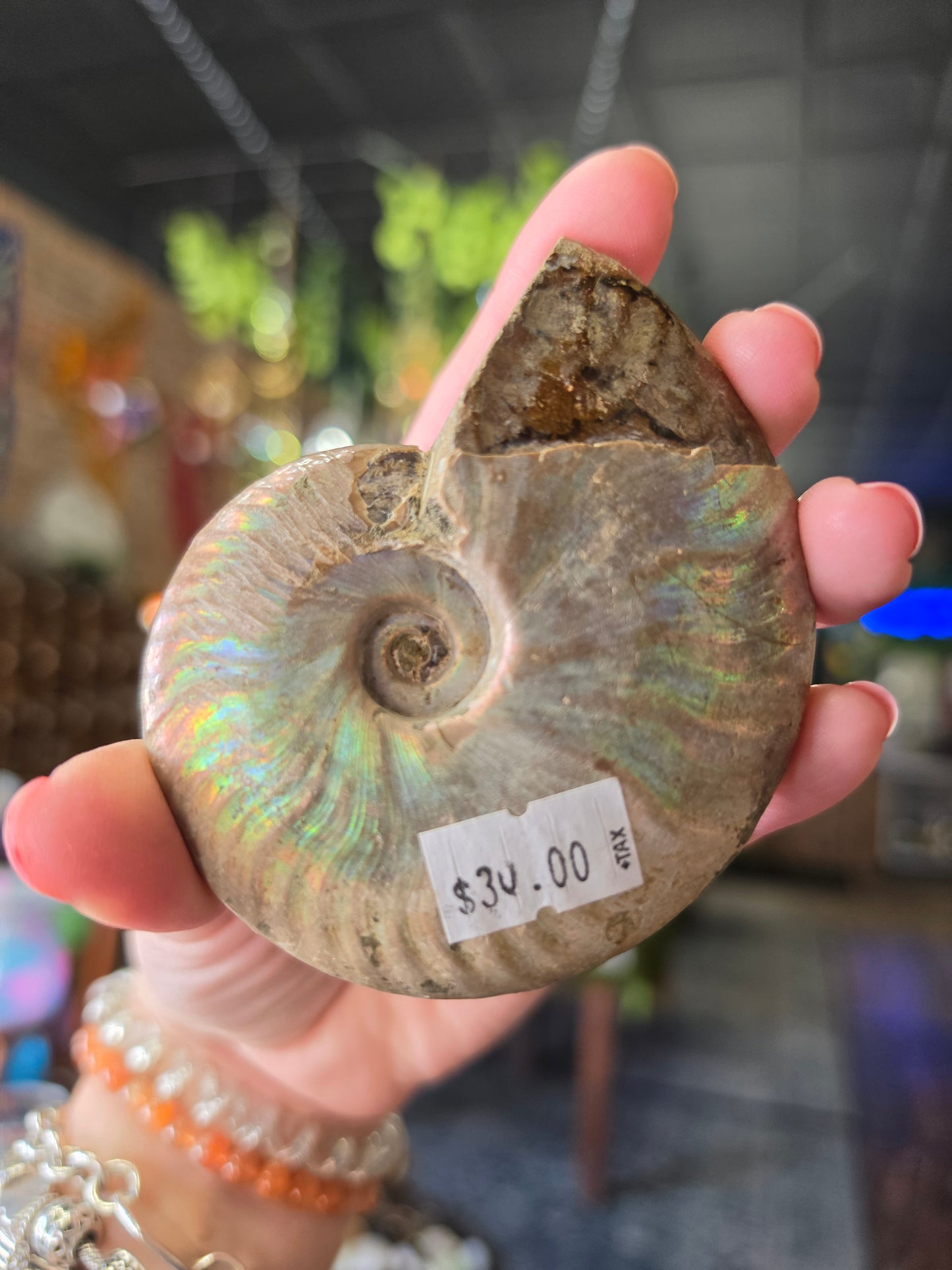 Iridescent Ammonite